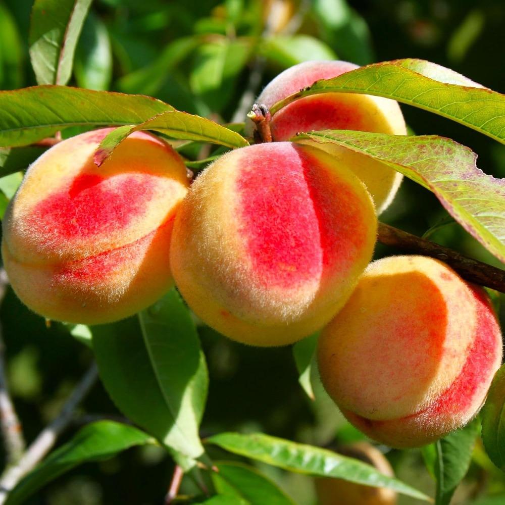 E-shop Pfirsichbaum-Samen - 5er Pack - für den von Pfirsichbäumen, Behaarter Pfirsich, Winterhartes, mehrjähriges , Rosa Blüten - Eigene Familienfarm