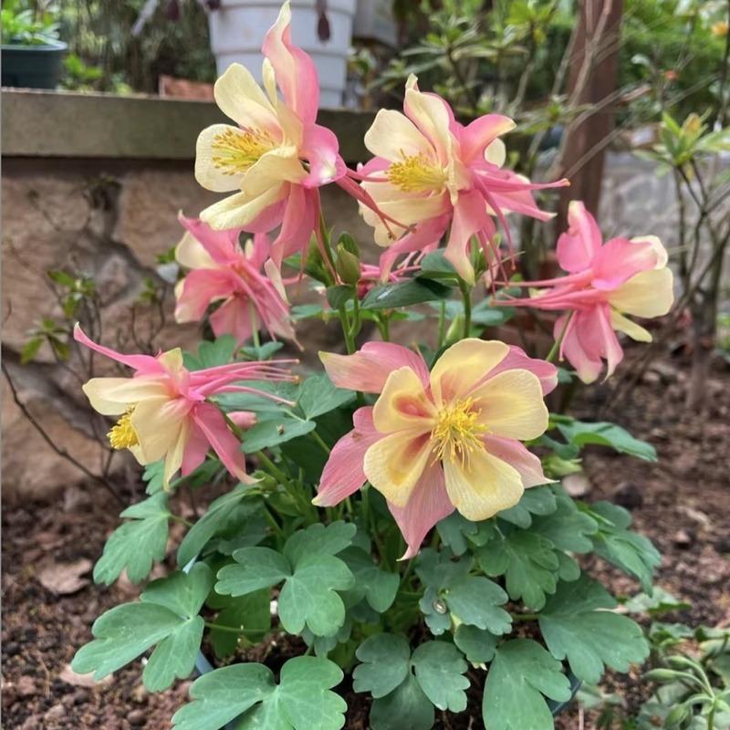 E-shop Riesige Fuchshandschuhblumensamen, winterharte, immerwährende Blumen, leuchtende Farbmischung, Symbol des Mutes, leicht anzubauen, attraktiv