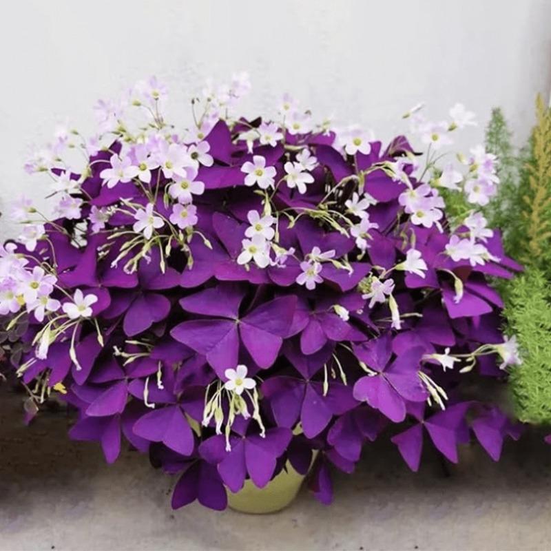 E-shop 102 Stück lila Kleeblütenzwiebeln, Außenblumen