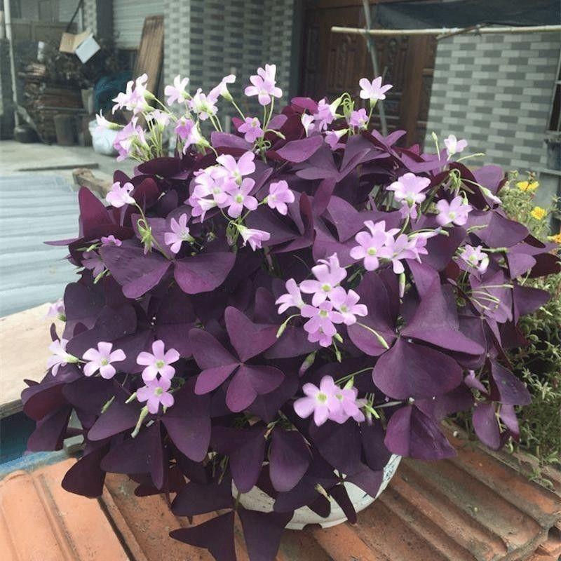 E-shop 162 Stück lila vierblättrige -Blumensamen, lila Thymianblüten, geeignet für Garten-Bonsai.