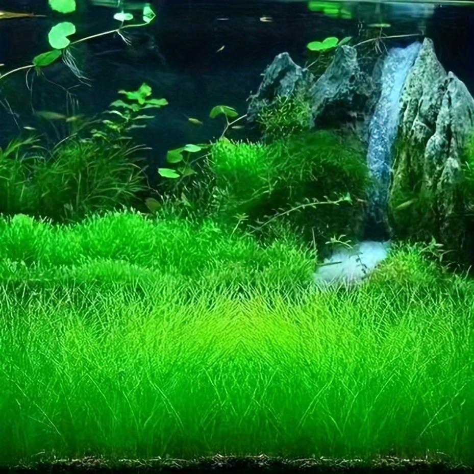 E-shop Schnelle Aquariengestaltung mit Wasserpflanzen für schnelle Aquariendekoration