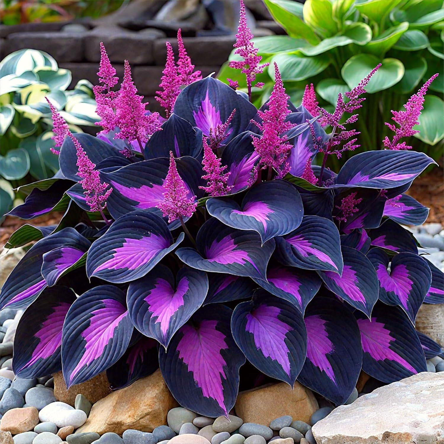 E-shop Hosta 100 Schwarz Lila Hosta Pflanzen zum Pflanzen im Garten, ausdauernde Blumen, farbenreich, leicht zu kultivieren in Garten und Töpfen