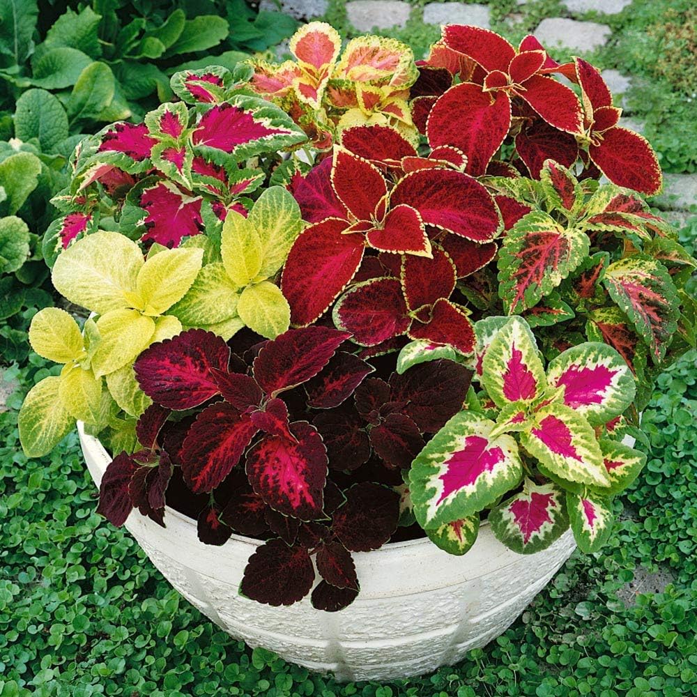 E-shop 89 Coleus-Samen in Regenbogen-Mix zum Pflanzen – Einjährig, kompakt & einfach anzubauen, Blumensamen mit gezacktem Laub, ideal für schattige