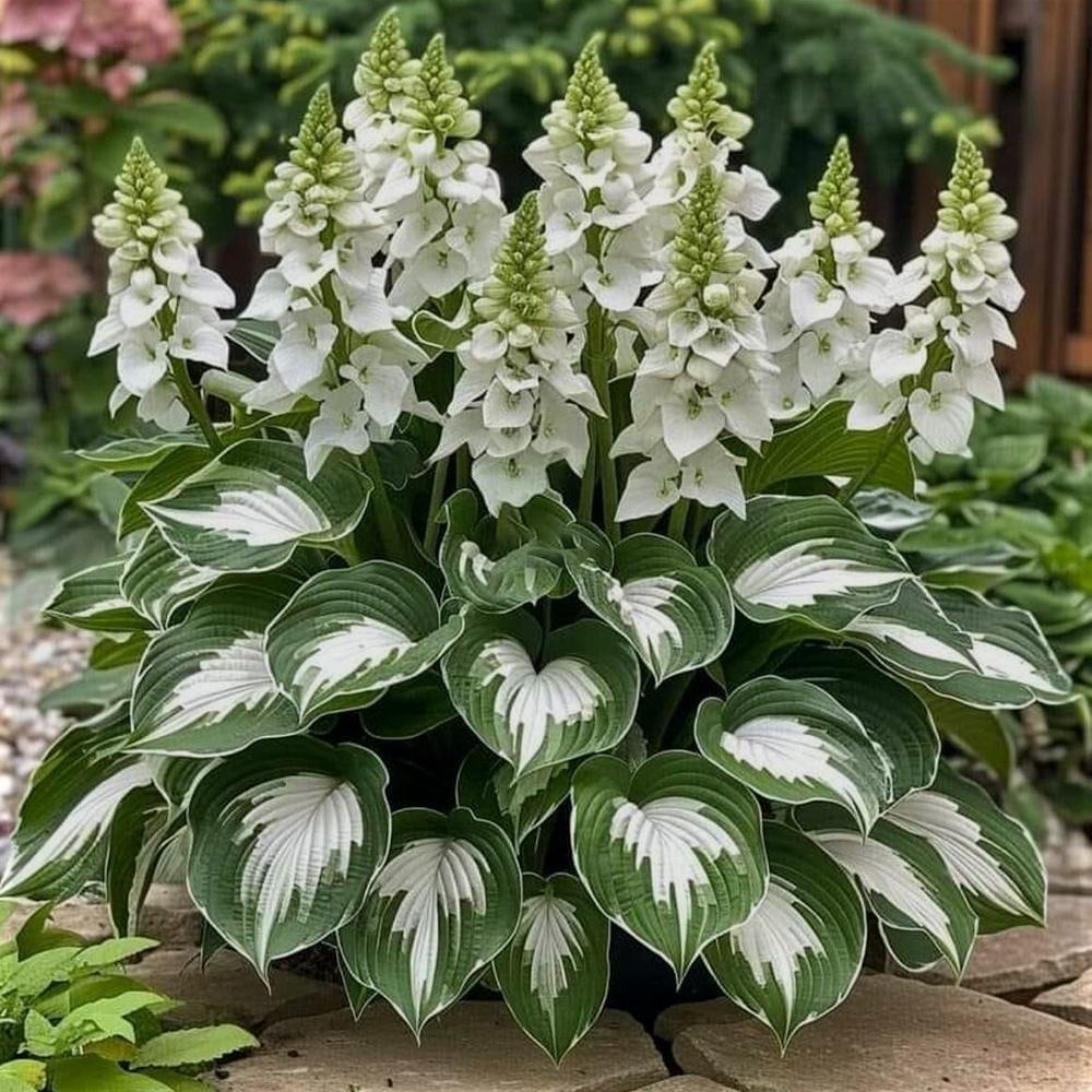 E-shop 108-teiliges Sortiment aus Hosta-Stauden – Weiße Spitzen-Hosta-Pflanzen für den DIY-Heimgarten, Bodendecker