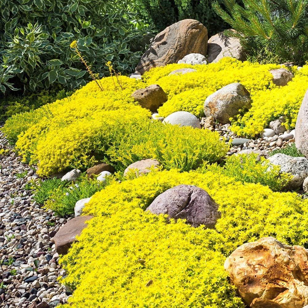 E-shop Mischung aus Kriechthymian, Bodendecker, Pflanze, alten Blumen, hohe Keimrate