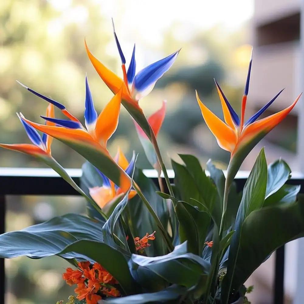 E-shop Paradiesvogelblume - Exotische tropische Pflanze für den Garten, Schnittblumenarrangements, leicht zu züchten, atemberaubende Blüten