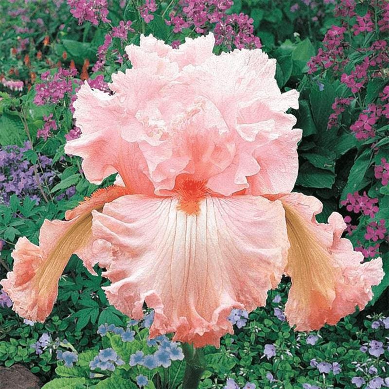 E-shop 20 Stück mehrjährige Iris zum Pflanzen - Seltene Sorte einer krautigen Blume
