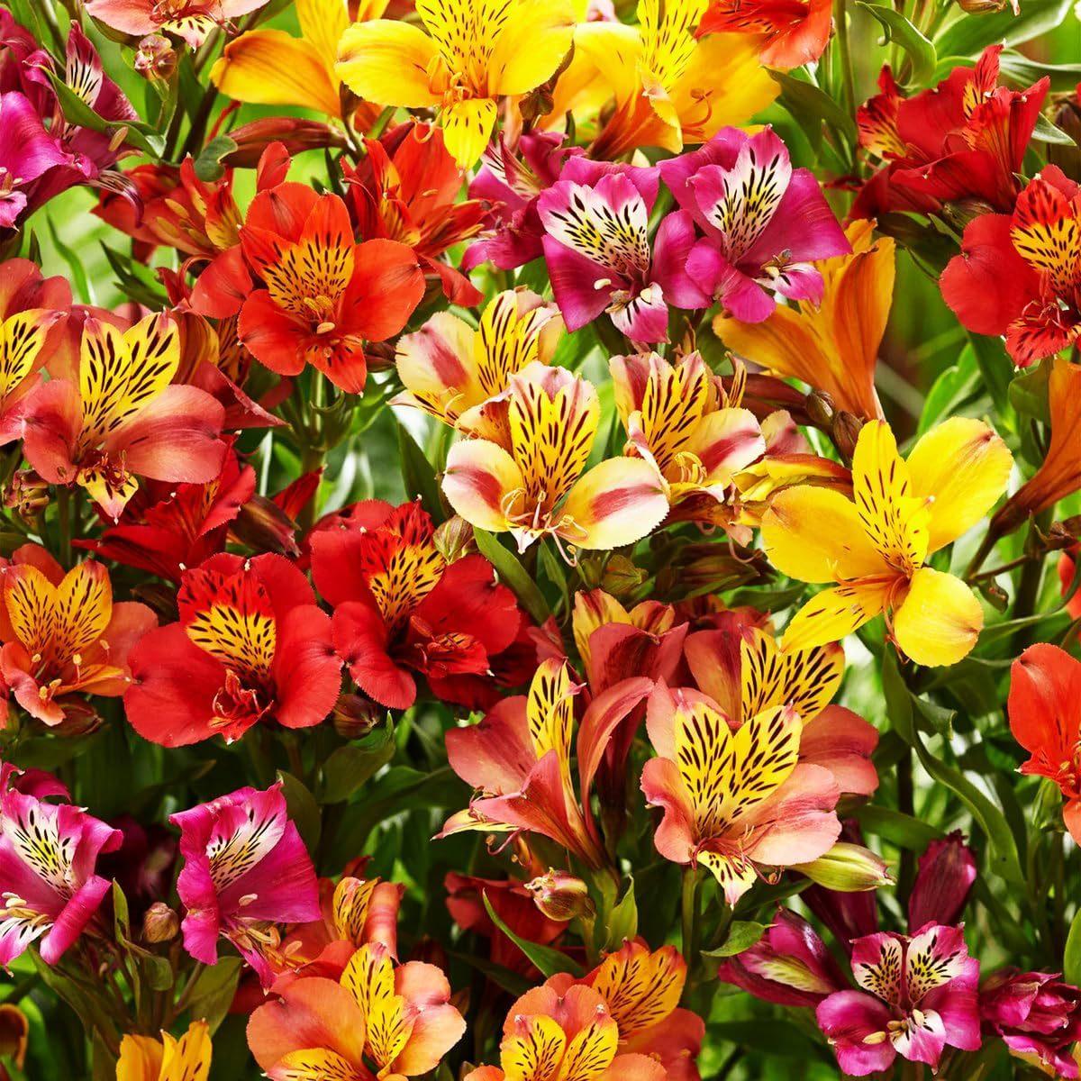 E-shop Meria Peruanische Lilie, farbenfrohe und langlebige Blumen, einfach zu züchten, kältebeständig, mehrjährig, für Gartenbeete, Blumensträuße und