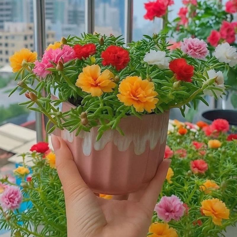 E-shop Doppelmoosrose 15 Stück Portulaca Portulakblume Erbstückqualität Trockenheitsresistente mehrjährige Pflanzen Vollsonnengewächse für den Innen-