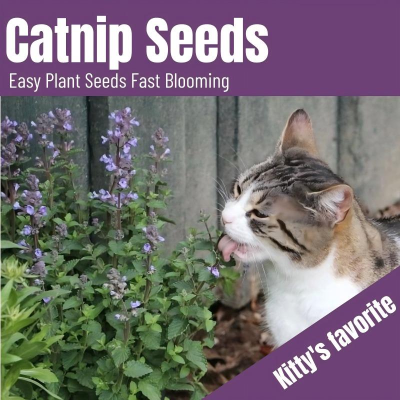 E-shop 38-Nepeta Cataria, sicher & spaßig für Katzen, einfach zu züchten im Innen- und Außenbereich, perfektes Geschenk für Katzenliebhaber, perfektes