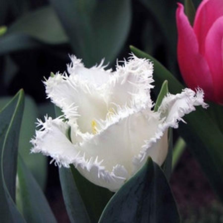 E-shop 50 Tulpen, leuchtend gefärbte Blumen und Kletterpflanzen, winterharte Gartenpflanzen, die sowohl drinnen als auch draußen verwendet werden