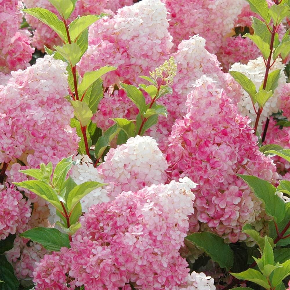 E-shop Vanilla Trawberry Hortensien Eeds 69 Pinke Hortensien Blumen Baum Pflanzen Eeds - Schnellwachsend & Anzieht Bestäuber - Akzent Sichtschutz