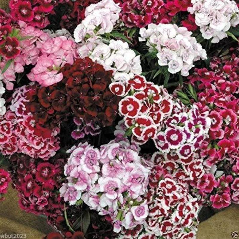 E-shop 84 Stück Sweet William Flower, mehrjährige Außenblume, mehrjähriger Bodendecker, kriechender Rasen, Outdoor-Zimmerpflanzen, Gartenbau, Lieferung