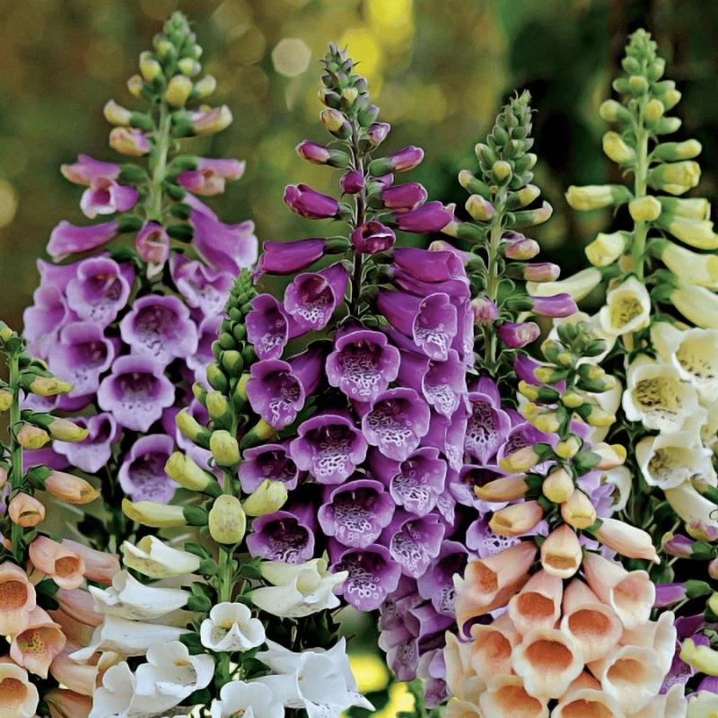 E-shop Fuchshandschuh, mehrjährige Pflanze, kältebeständig, widerstandsfähig, leicht zu kultivieren, für , Garten, Topf, Blumenbeet, Pflanzentyp