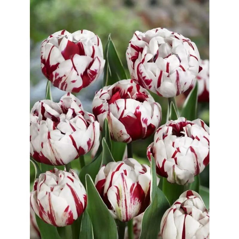 E-shop 32 Stück zweifarbige Tulpenmischung zum Pflanzen - Leicht zu züchtende mehrjährige Tulpen