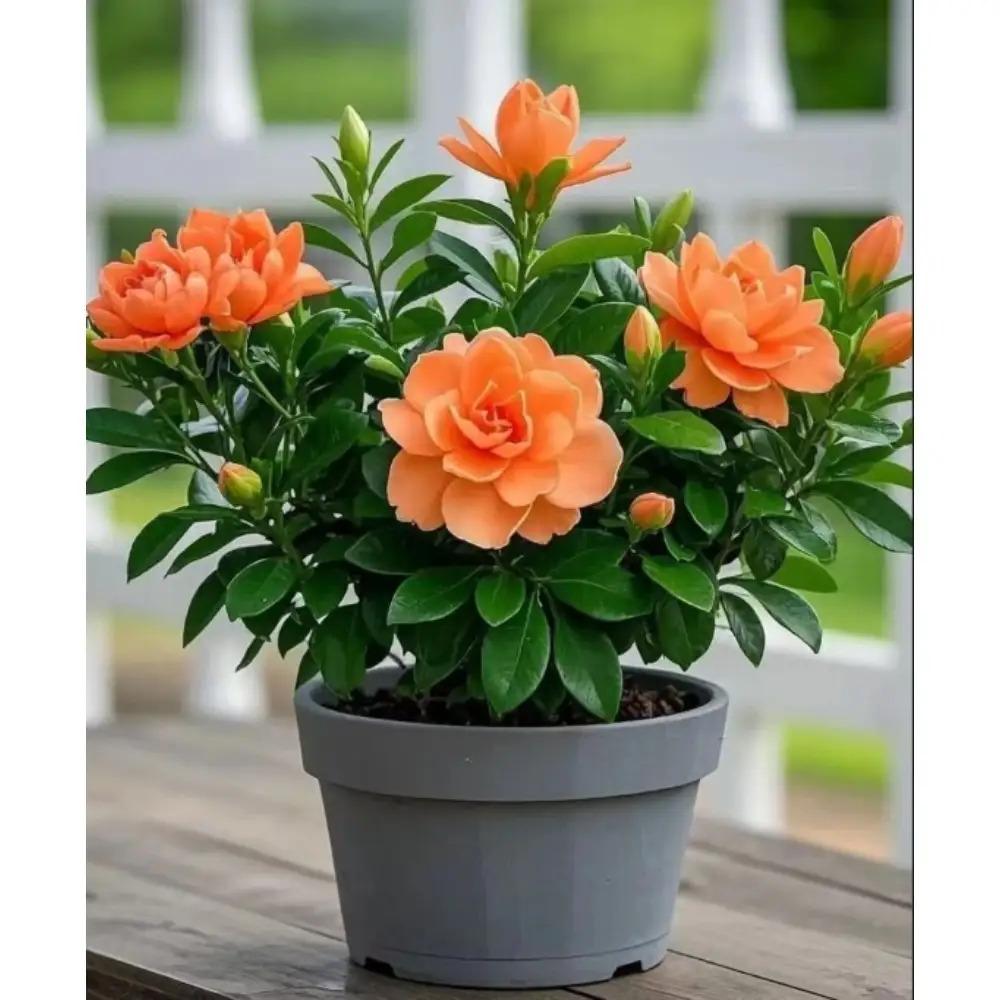 E-shop 90 Stück stark duftende, reinigende Gardenien-Samen, für den Innen- und Außenbereich, Balkon, Wohnzimmer, grüne Pflanze, Gardenien-Samen