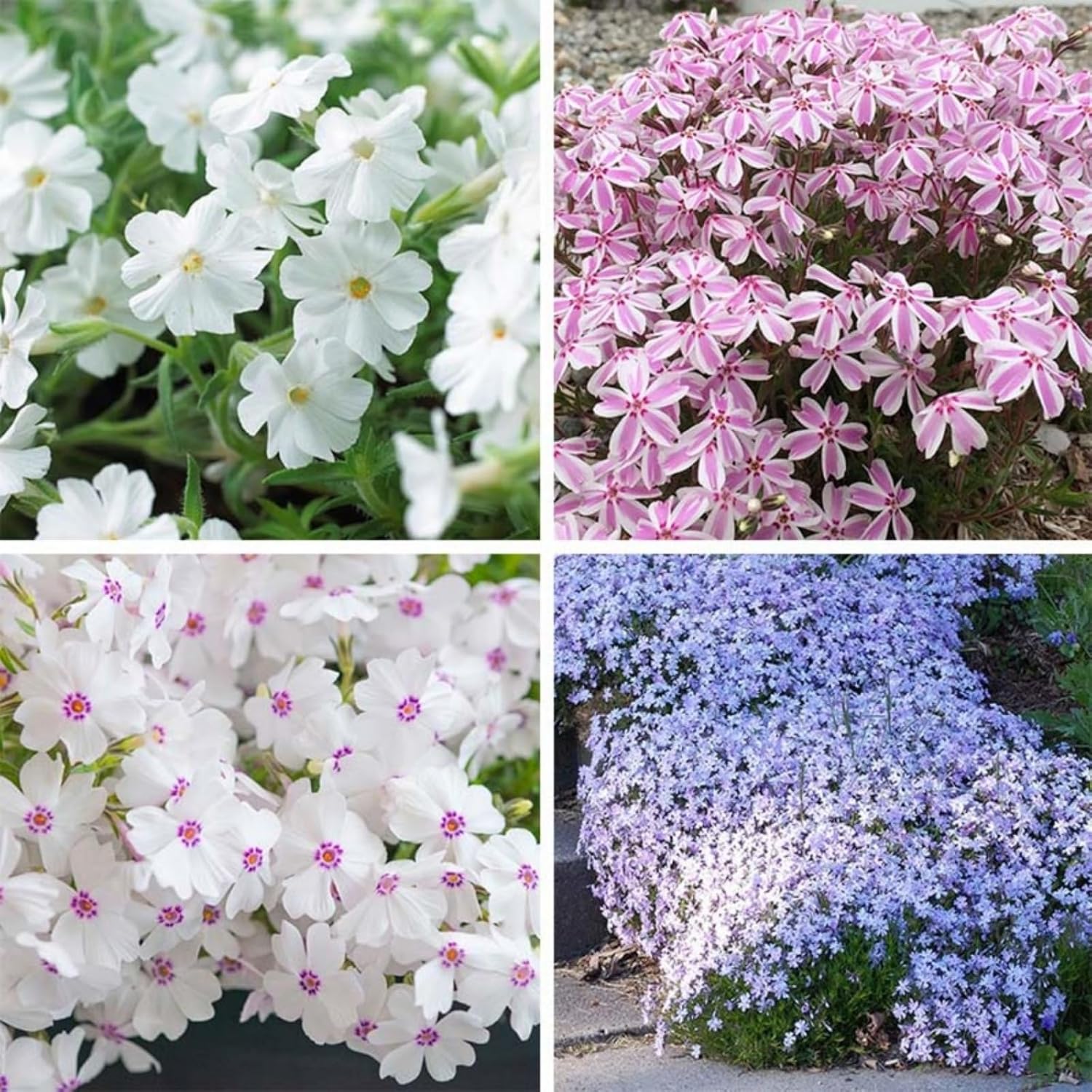 E-shop Kriechender zum Pflanzen - Leuchtender mehrjähriger Bodendecker aus - Einjährige Blume für und Garten