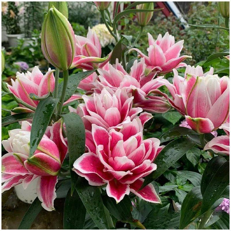 E-shop 99 Stück große rosa Hibiskus-Doppellilien-Samen, mehrjährige Außenblume, mehrjähriger Bodendecker, kriechender Rasen, Outdoor-Zimmerpflanzen,