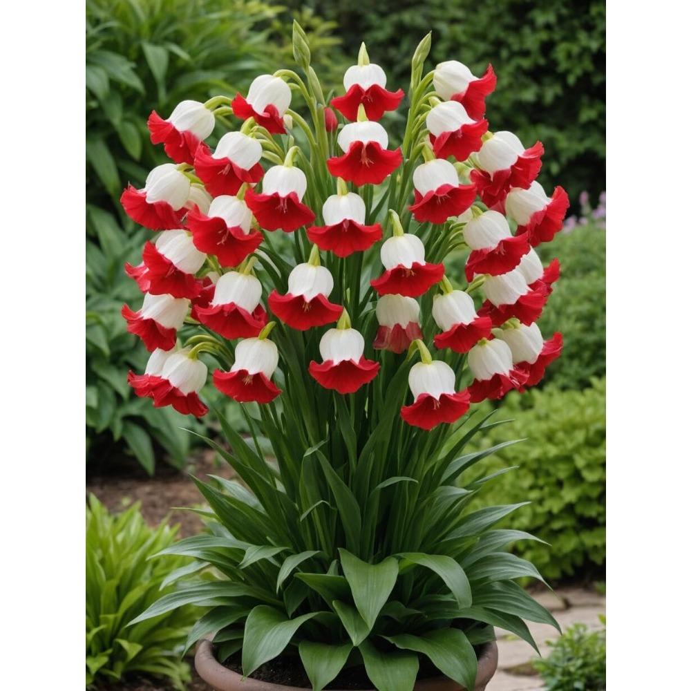 E-shop Maiglöckchen, mehrjährige Außenblume, mehrjähriger Bodendecker, kriechender Rasen, Outdoor-Zimmerpflanzen, Gartenbau, Lieferung vor Ort
