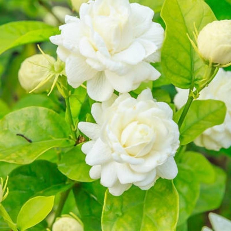 E-shop Jasminblumen-: Jasminpflanzen, Aromatischer Garten, Innenraumgestaltung