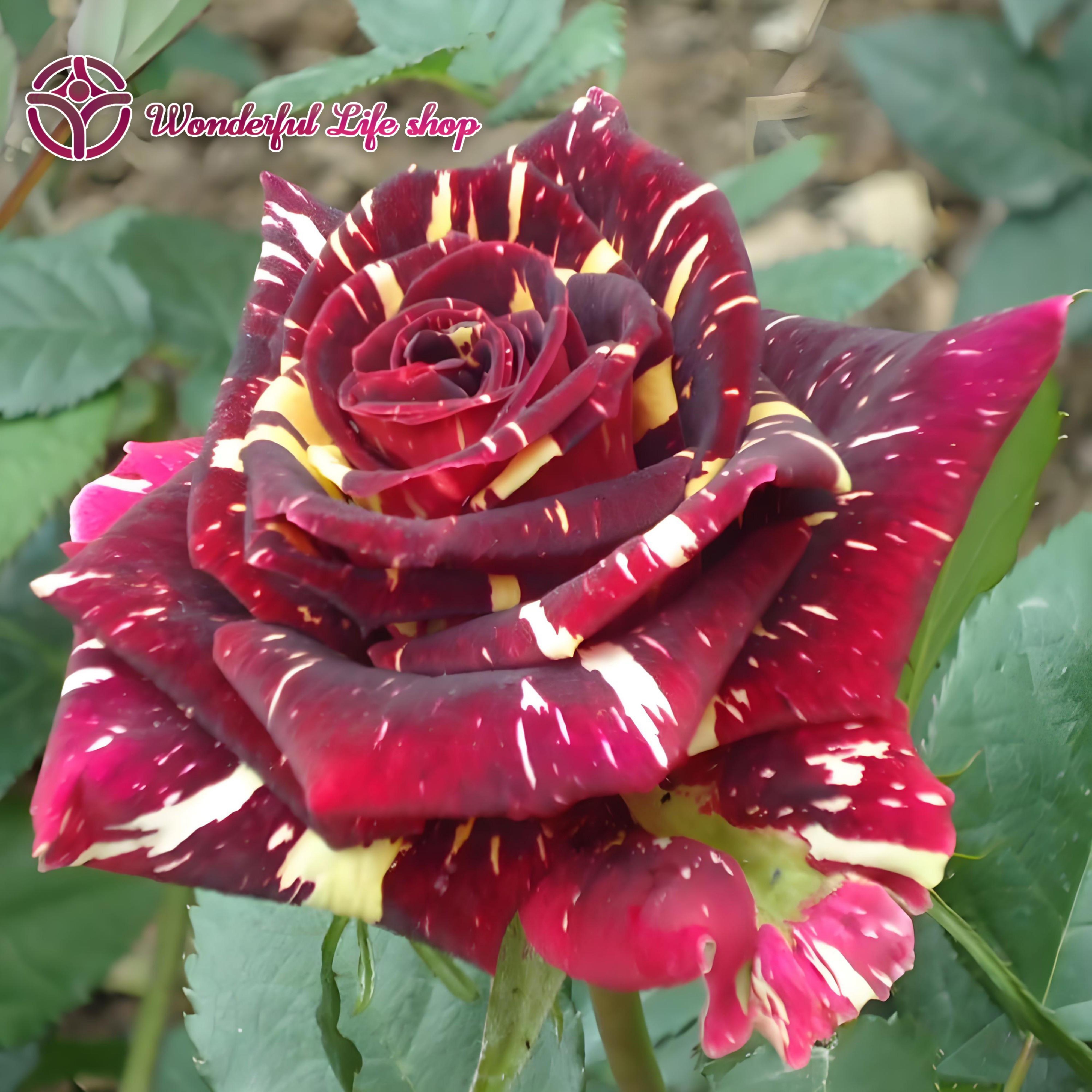 E-shop 2 seltene Rosen, Zimmer- und Gartenpflanzen, 20-30 cm hoch, duftende Rosenblüten, gut entwickeltes Wurzelsystem (braune und gelbe Rosen), für