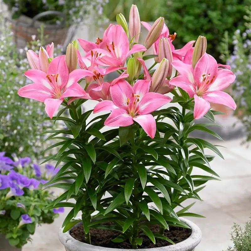 E-shop Lily 90 Stück Duftende -Balkon-Dekoration Sonnenliebende Pflanzen für Innen- und Außenbereich Zierpflanzen