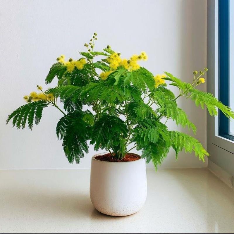 E-shop Leicht zu züchtende - Duftende, auffällige Erbstückblumen - Kältebeständiges, mehrjähriges Pflanzen für Garten oder Töpfe