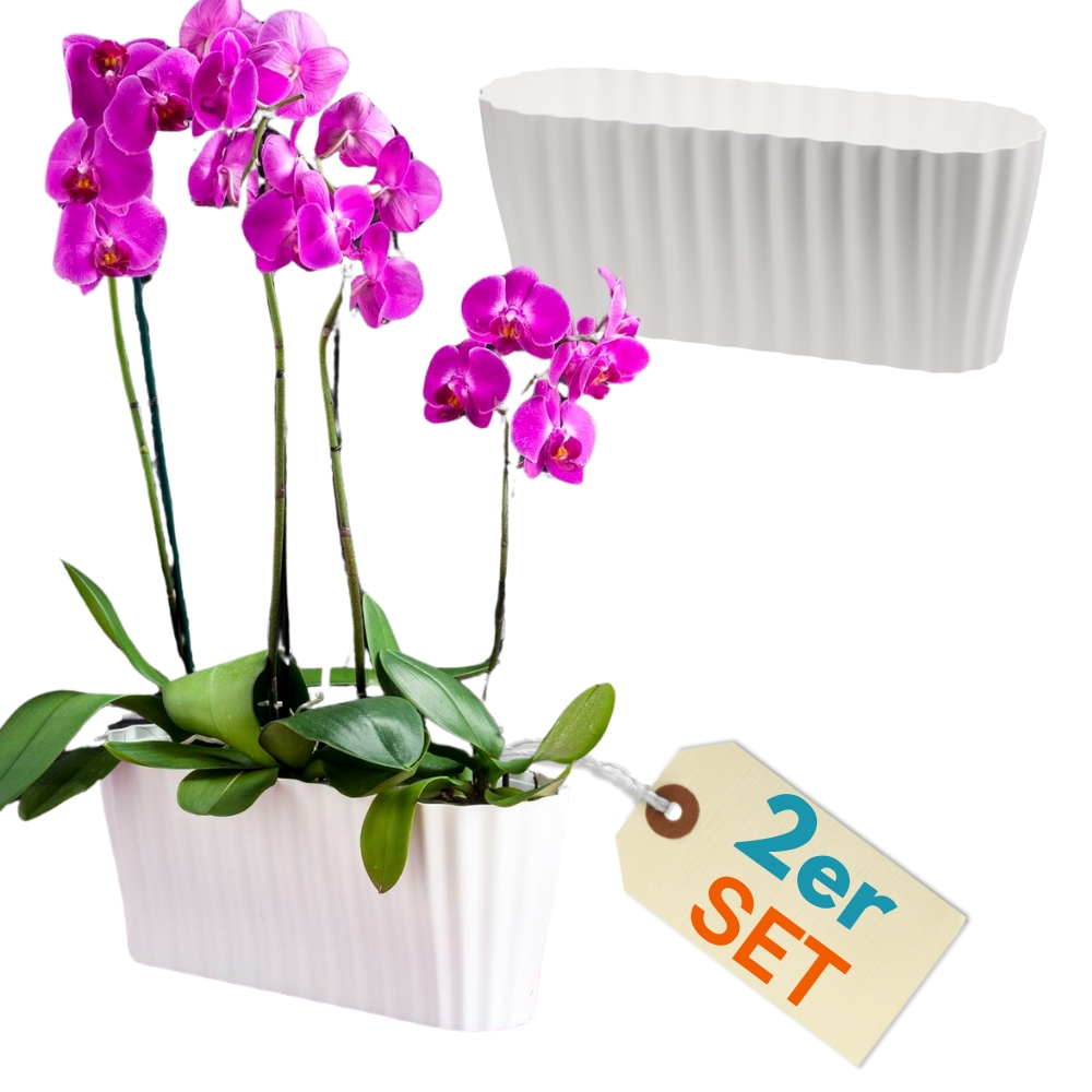 Image of 2-pack Orchid Pot, Orchid Saucer, Plant Pots, Planters For Orchids, Plastic Indoor Elegant Large White Orchid Pot