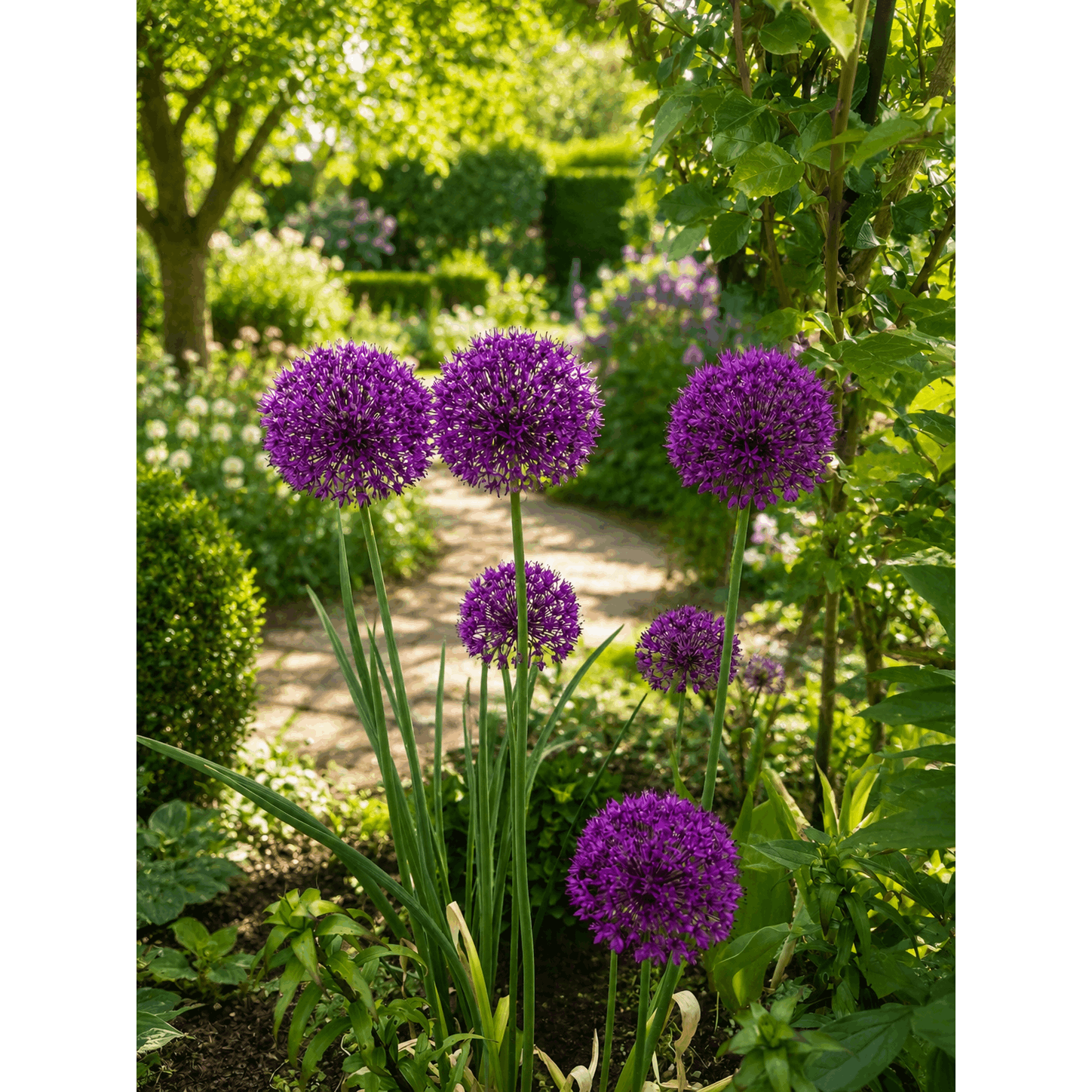 Giant Ornamental Leek Seeds