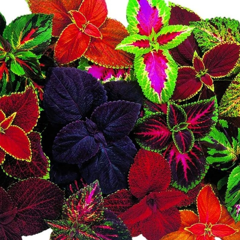 TEMU 512 Coris Rainbow Mixed Flower Seeds Non Horticultural Gifts Colorful Seed Pack Seeds