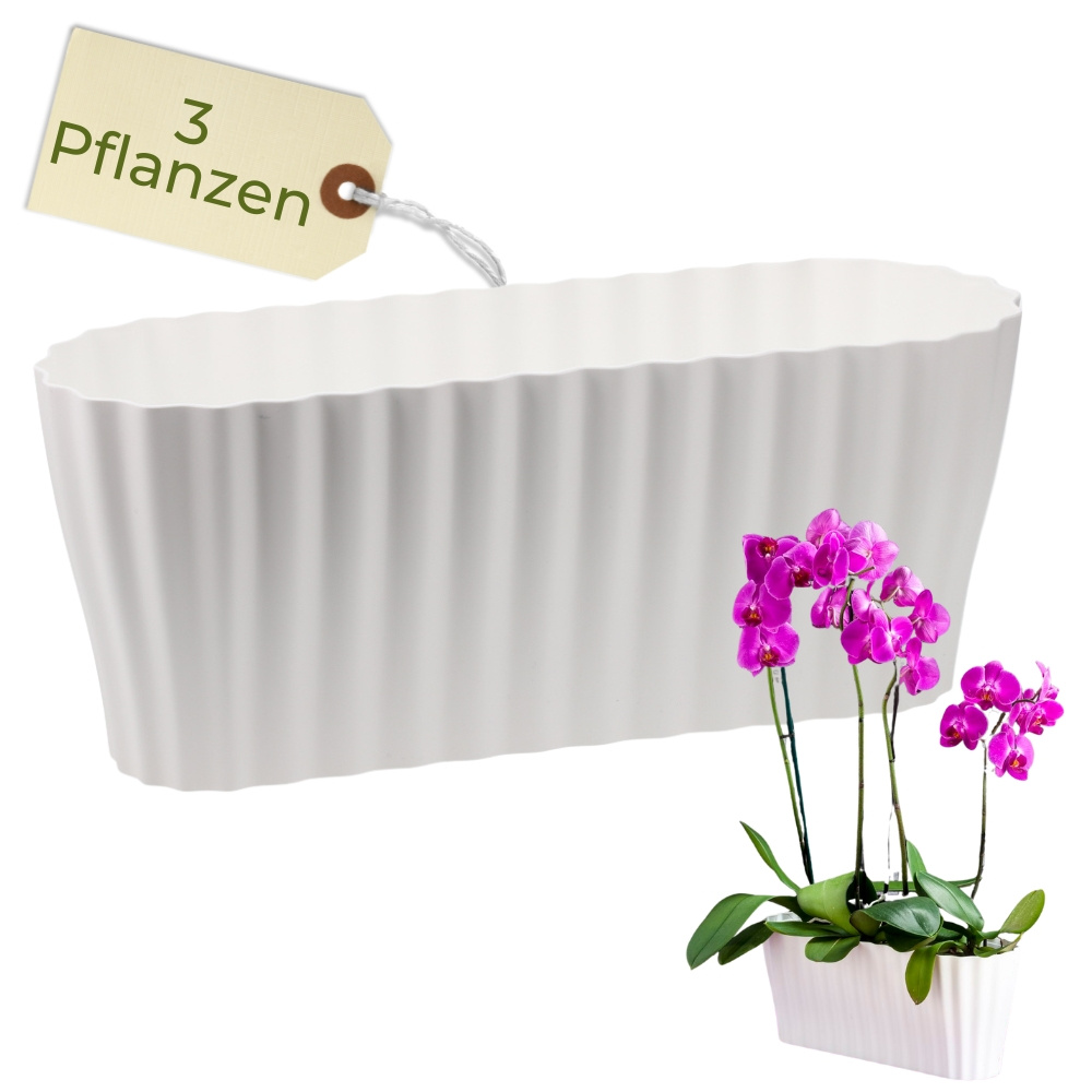 E-shop Orchideentopf Transparent Länglicher Orchideenkasten Orchideen Übertopf Durchsichtiger Blumenkasten mit Stufenboden Orchideentopf Groß