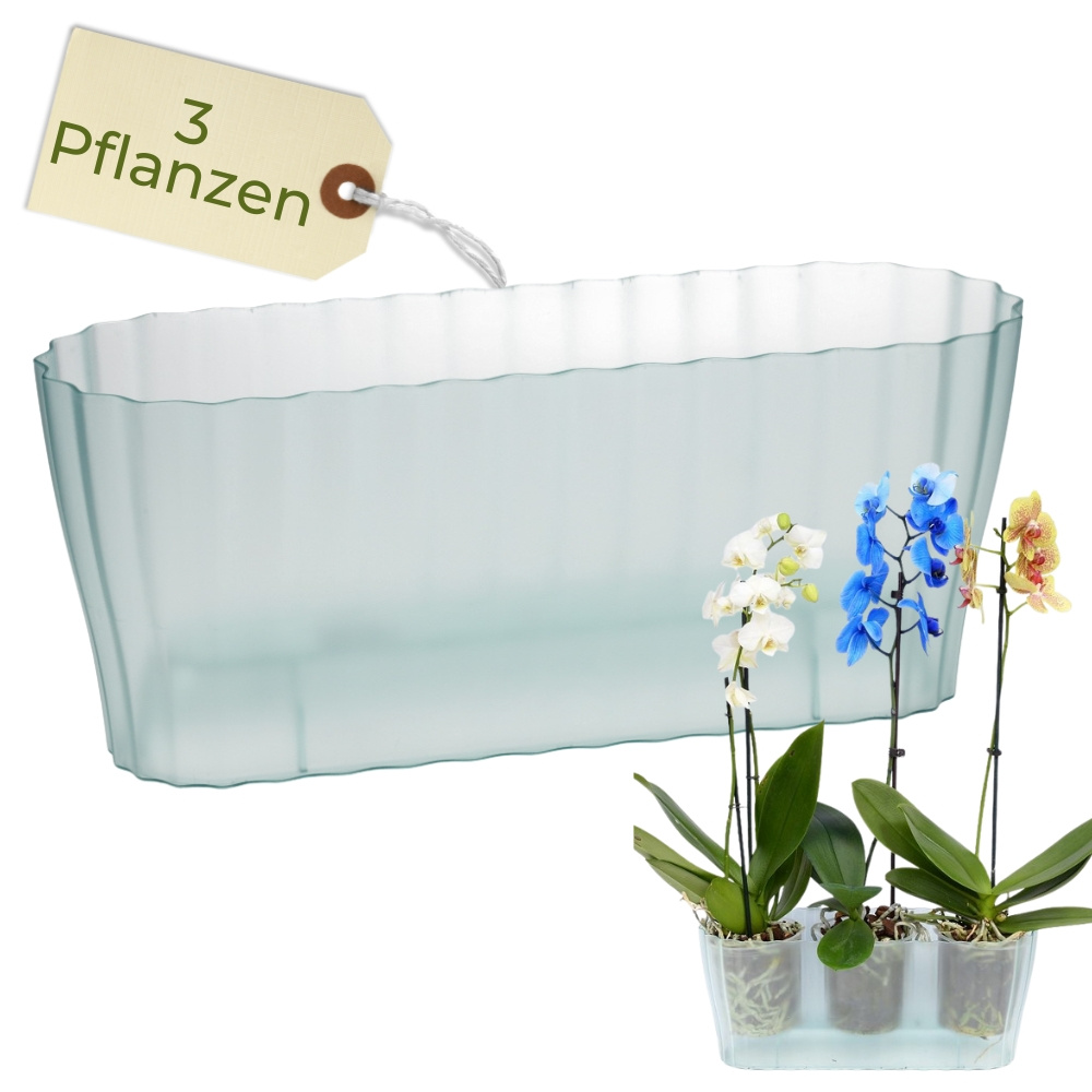 Orchid Pot Transparent Long Orchid Case Orchid Overpot Clear Flower Pot With Stepped Bottom Large Orchid Case Plant Case