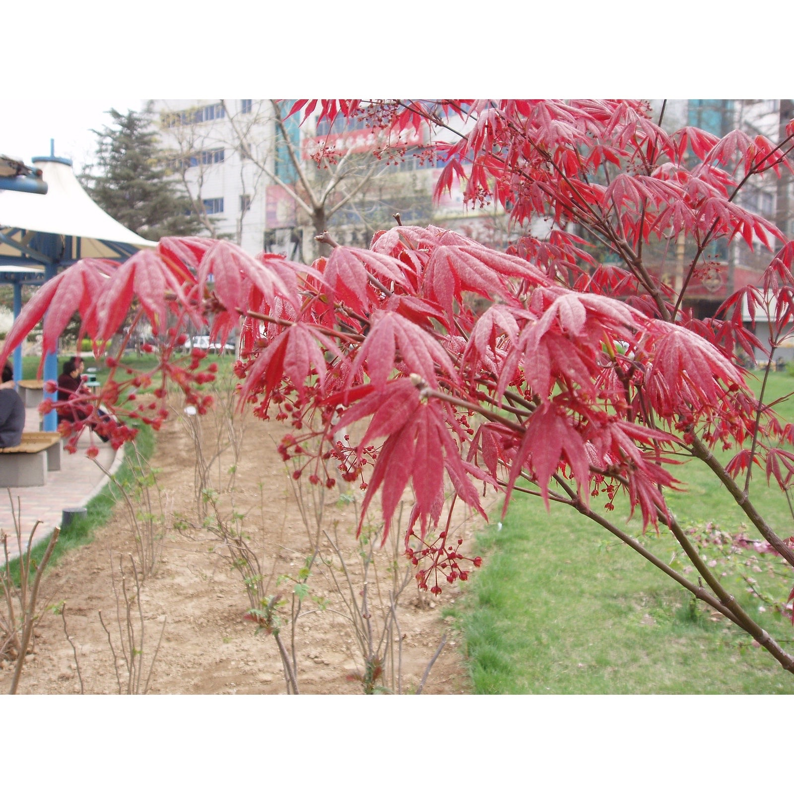 -maple 50 Pcs Plant Seeds, For A Decorative Japanese Garden