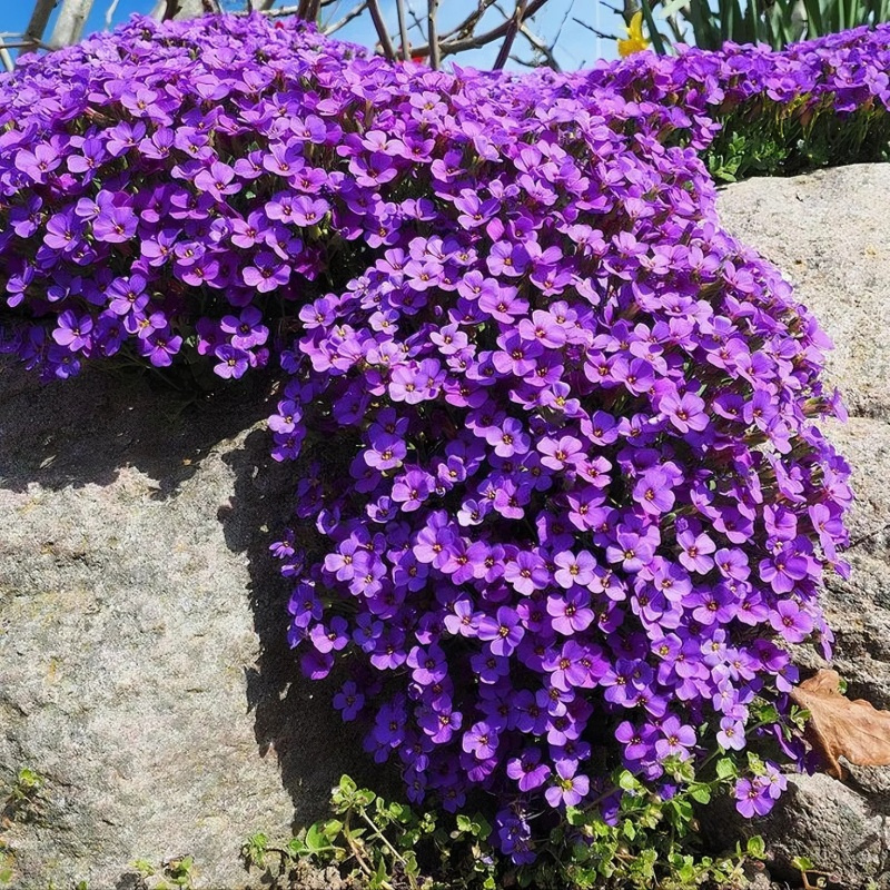 TEMU 208pcs Serpyllum Seeds Purple /moss Thyme Perennial Drought Resistant Ground Cover Plants Flower Seeds For Planting Outdoor