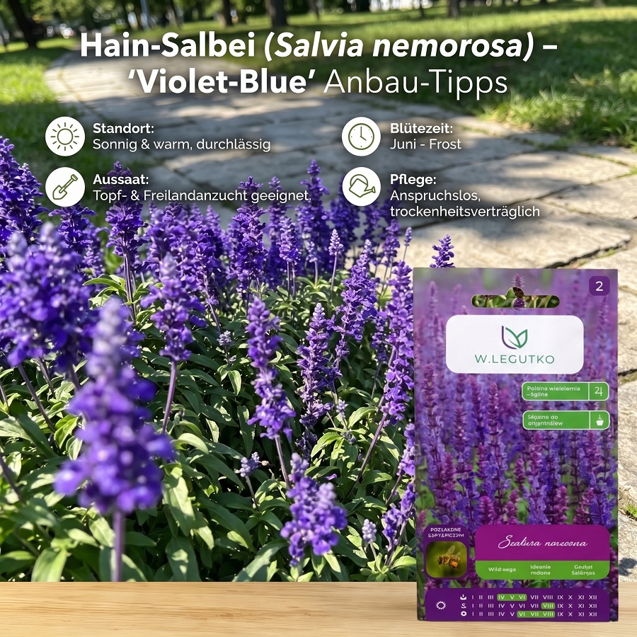 W.legutko Violet-blue Steppe Sage – Seeds For Garden Beds, Border & Planters