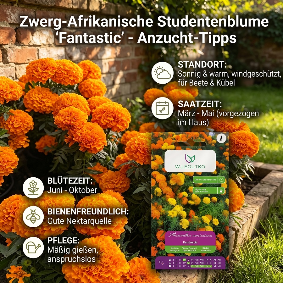 W.legutko "" – Large Marigolds In Yellow-orange For Borders & Cut Flowers