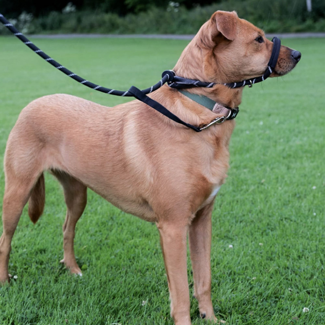 1.9m Dog Lead with Padded Nose Loop, Anti-Pull
