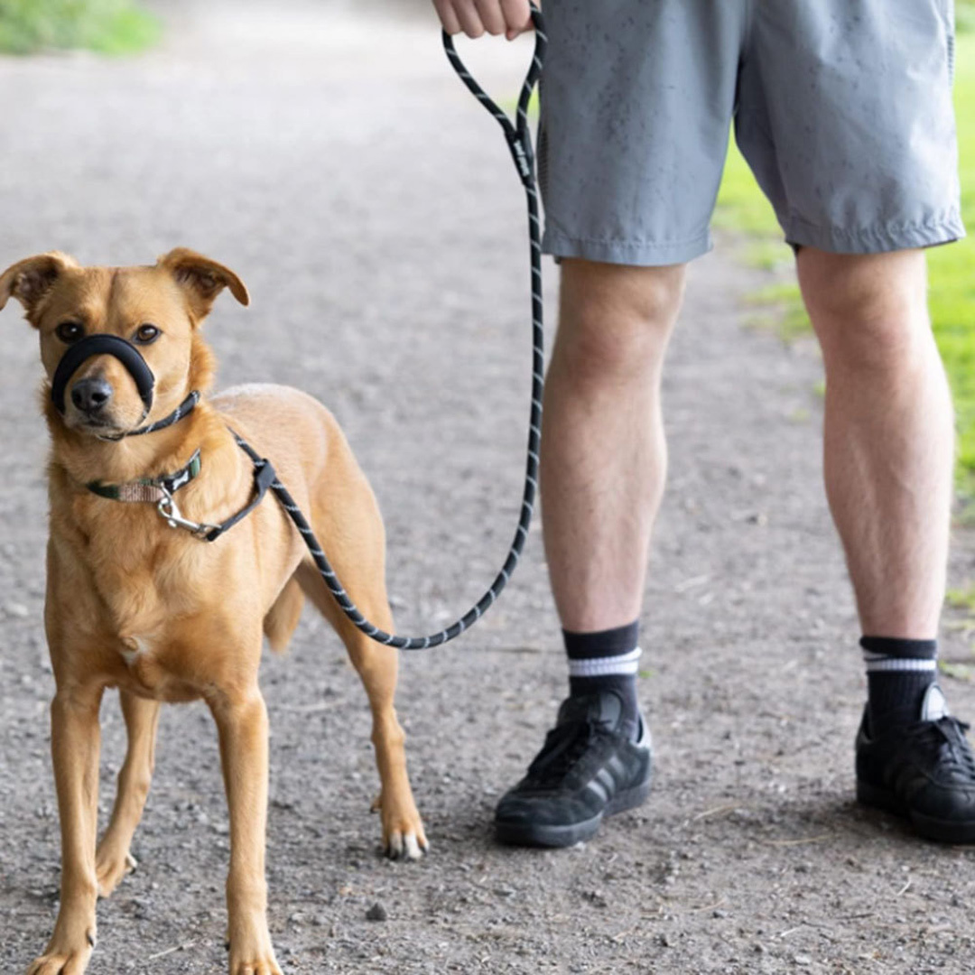 1.9m Dog Lead with Padded Nose Loop, Anti-Pull