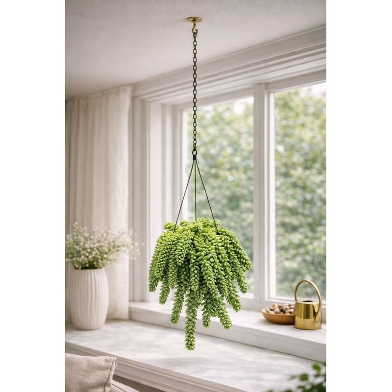 Exotic Heart Sedum 'burrito' - Monkey Swing - 14cm Hanging Planter - Trailing Succulent