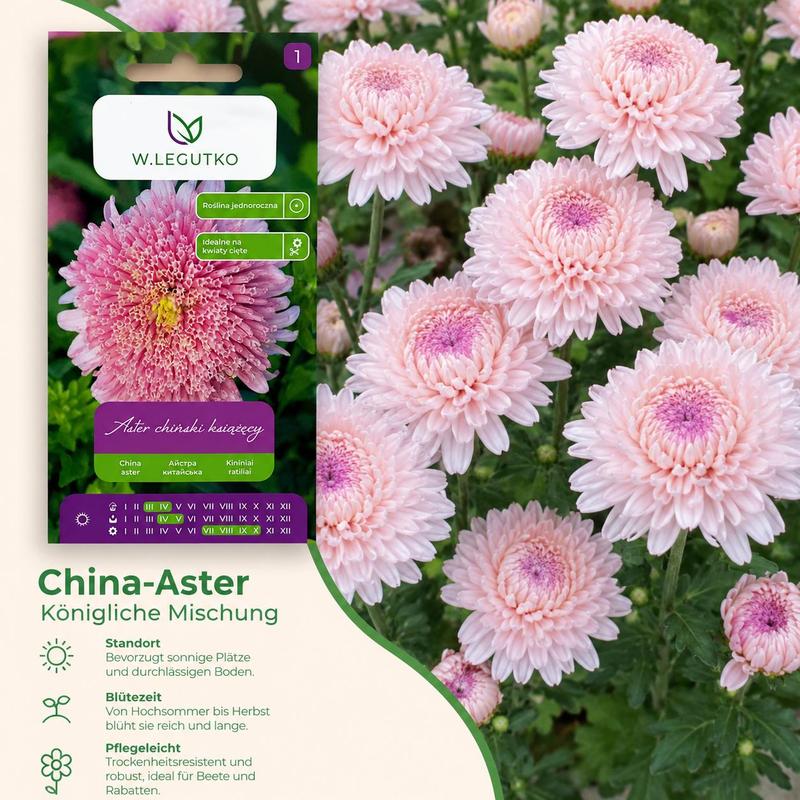 W. Legutko Princess- (callistephus Chinensis) For Garden, Beds And Vase Flower Seeds Annual Long- Flower