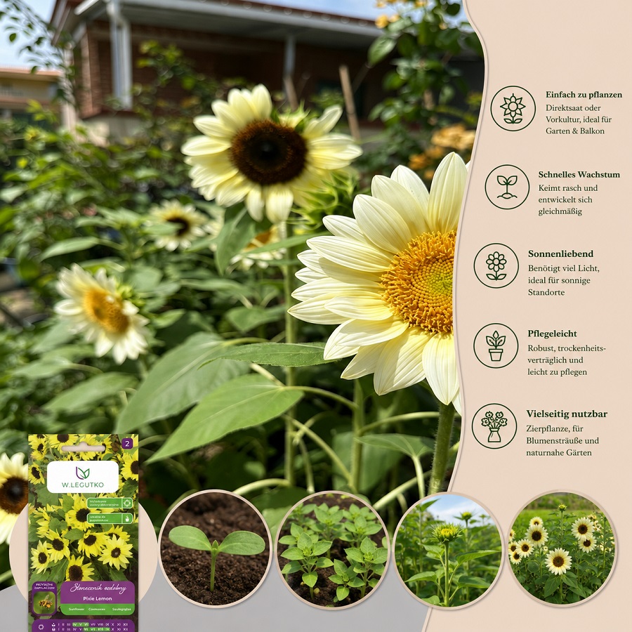 W.legutko Dwarf Sunflower " Lemon" For Balcony, Terrace, And Pots - Premium Flower Seeds, Low-growing Lemon-yellow Core Sunflower