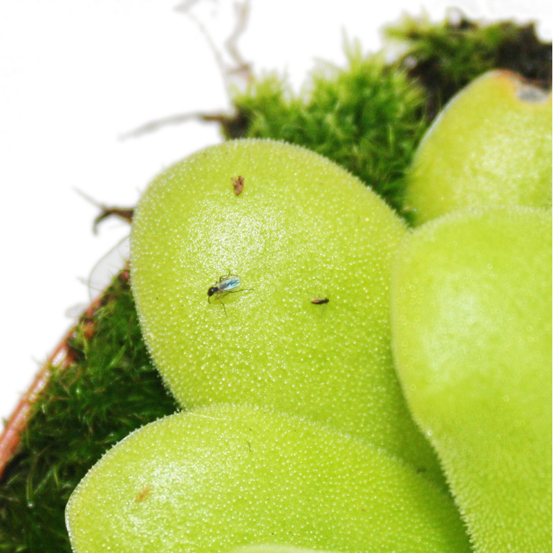 Exotic Heart - Pinguicula - Ideal For - 9cm Pot
