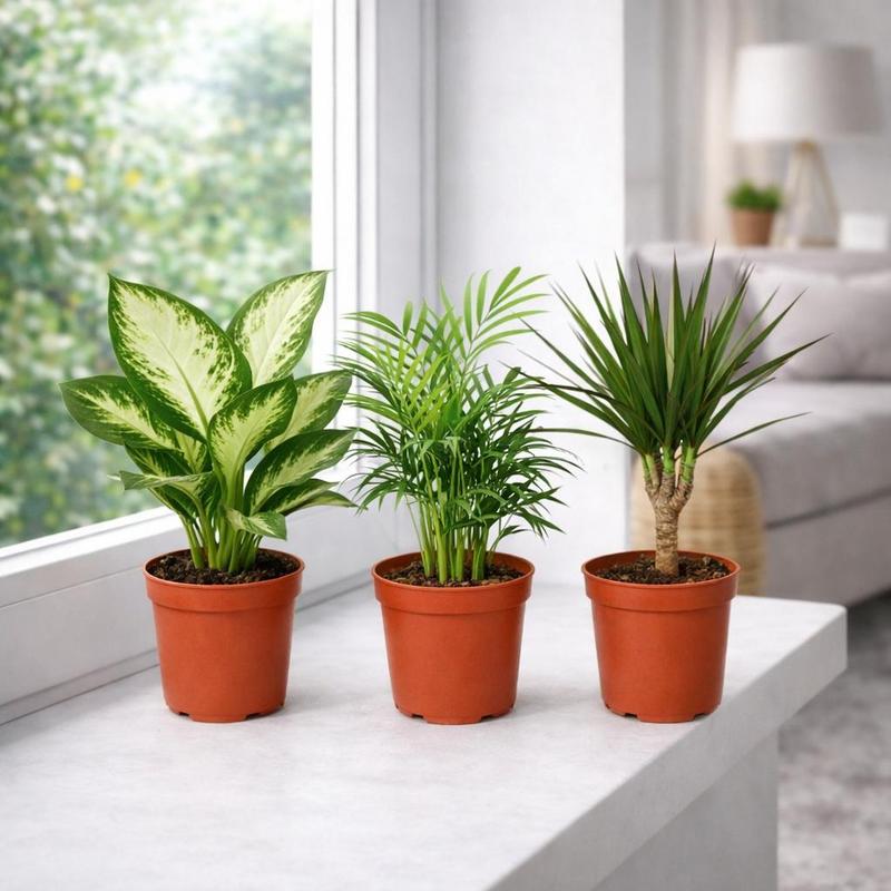 Exotic Heart Air-purifying Plants In Mix - 3pcs Set, 1x Dieffenbachia, 1x (mountain Palm) 1x Dracaena (dragon Tree), 10-12cm Pot