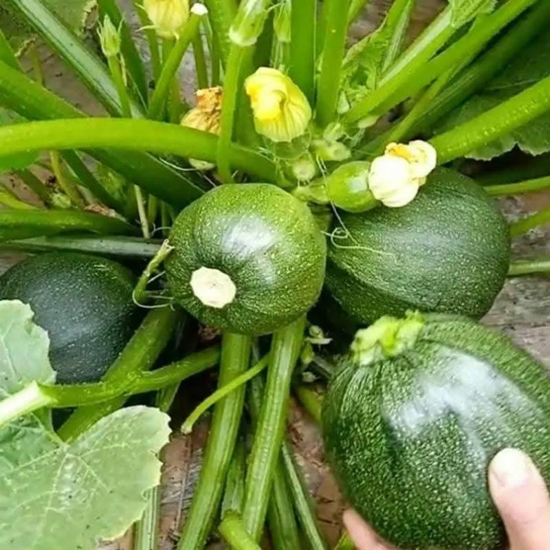 TEMU 50 Rare Family Round Zucchini Seeds, Heat-resistant, Disease-resistant, Fast Growth, And Easy To