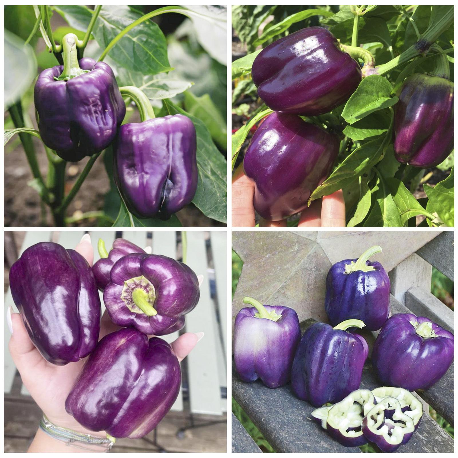 TEMU 892pcs Seed- Purple Beauty Pepper Seeds For Planting - Bell Peppers In Your Home Vegetable Garden -