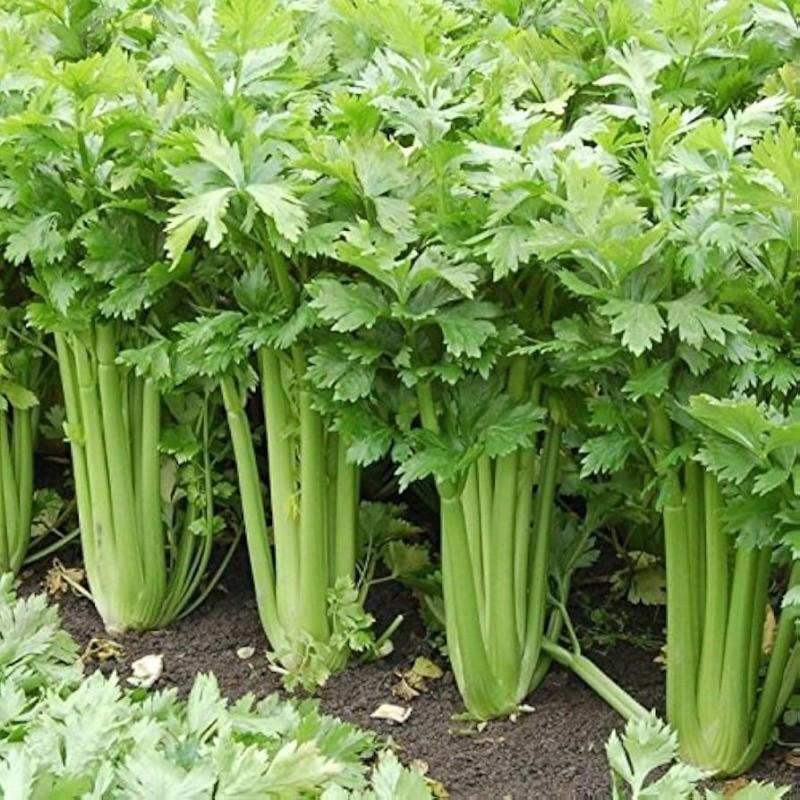 TEMU Vegetable Seeds--2100pcs Celery Seeds - , Nutrient-rich, And Easy To Grow-ideal For Cultivation In Gardens, Raised Beds, Or Greenhouses