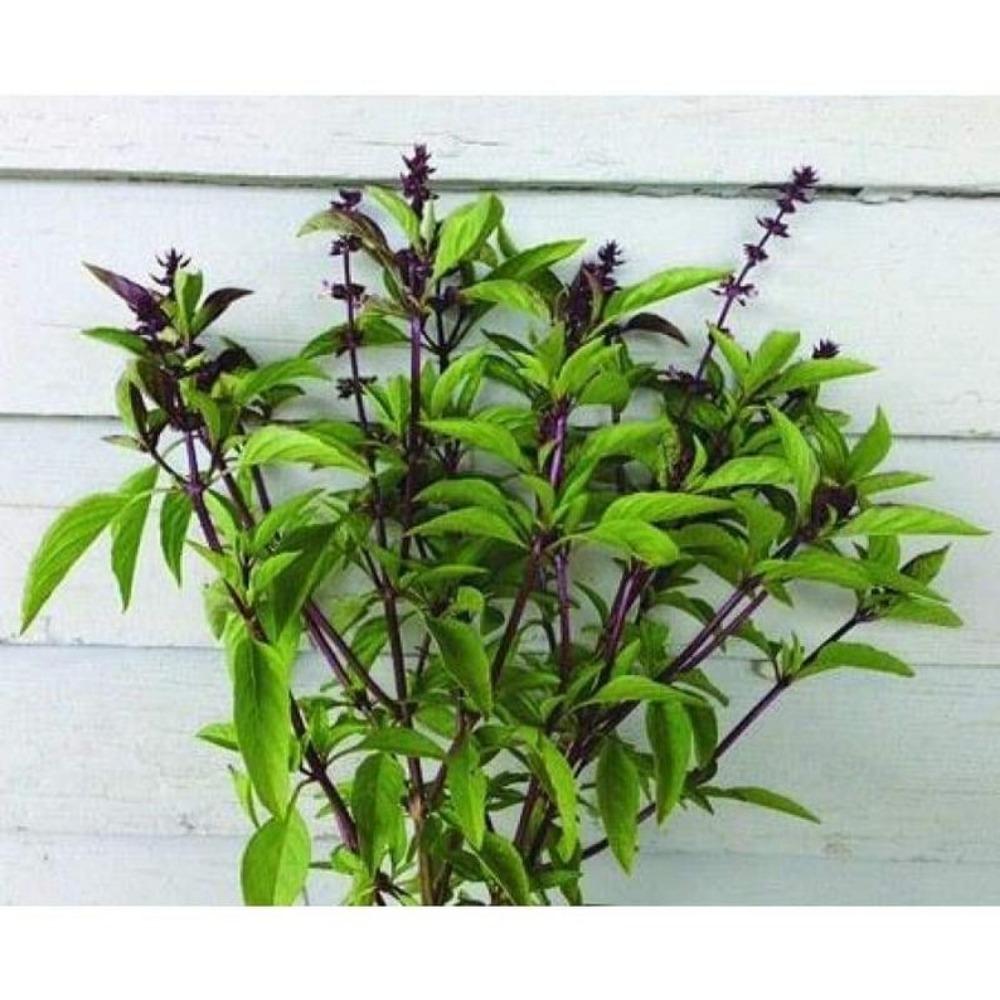 TEMU zaadjes cadeau 500 stuks 500 Thai Basil Sweet Large Leaf 42