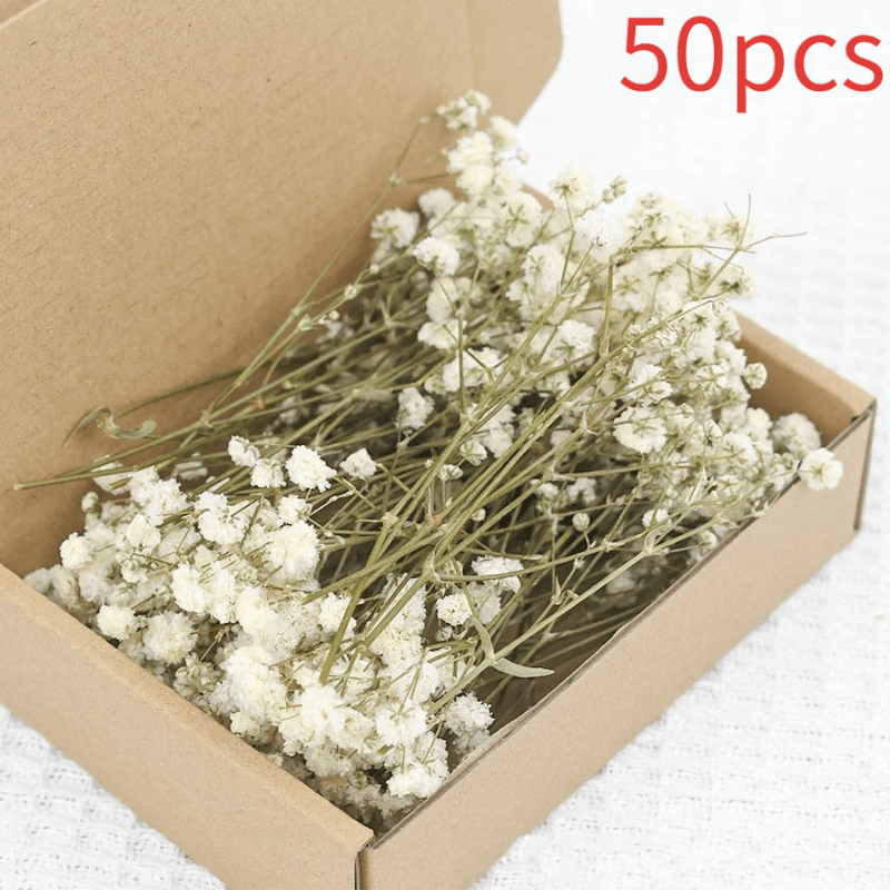 50 dried gypsophila stems natural baby s breath flowers gyp buttonhole corsage loose green stems white starry sky dried flowers   flowers diy