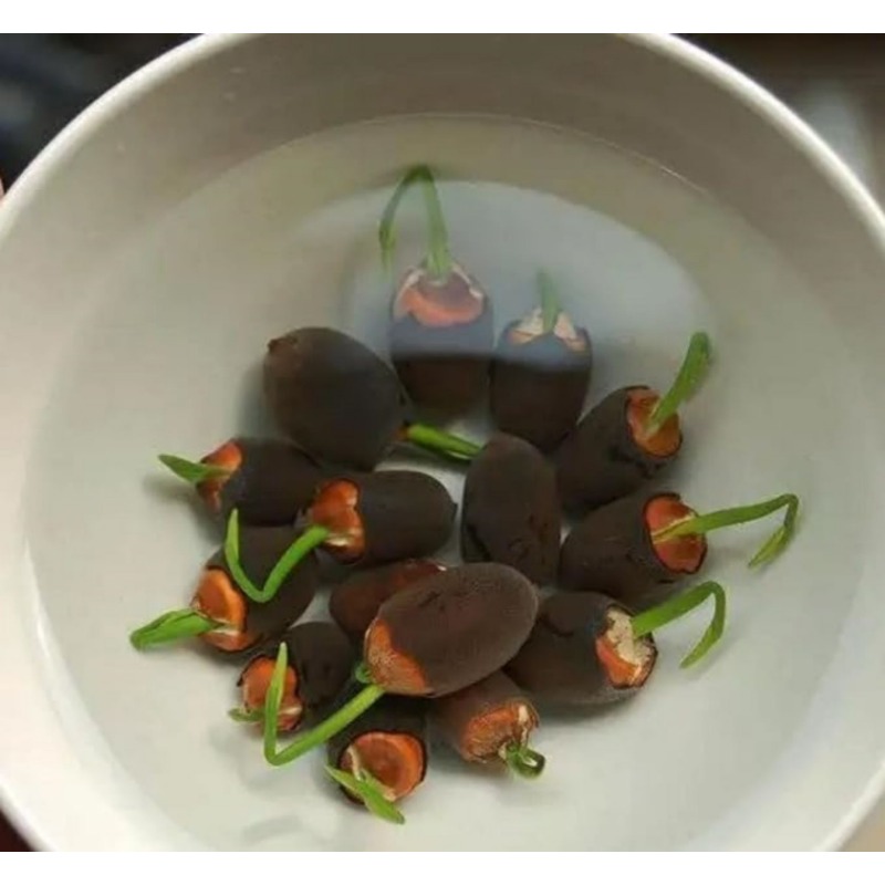 TEMU Potted Lotus Seeds, Water Lilies, Aquatic Plant Seeds, , Home Garden Decoration Plant Seeds, Germinated Aquatic Potted Plants (lotus Root) 40pcs