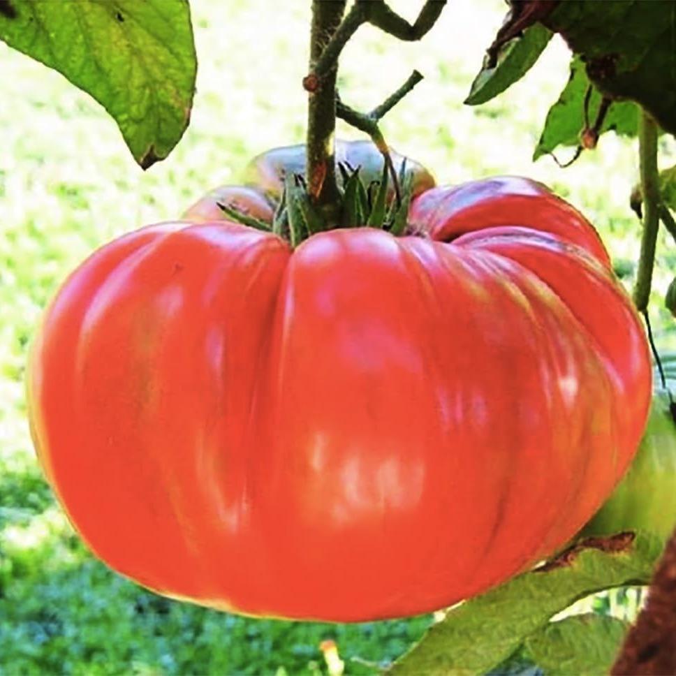 TEMU 125pcs Planting Flowers Pink Ponderosa Tomatoes - Big Tomatoes - The Most Tomatoes Grown At Home, Gmo-free - Neonicotinoids-free
